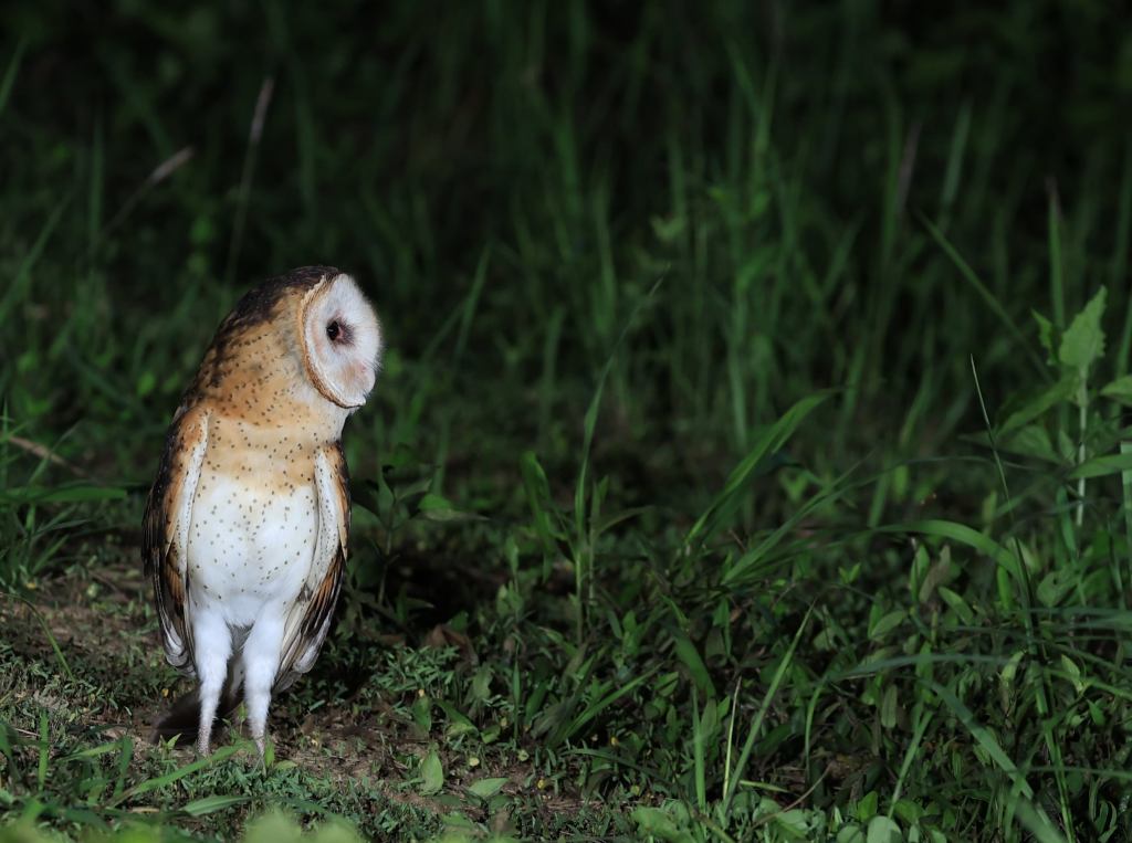 受保護的文章：保持距離，就是對草鴞最好的保育