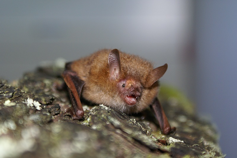 動物界的超級英雄——為你我守護自然環境的蝙蝠